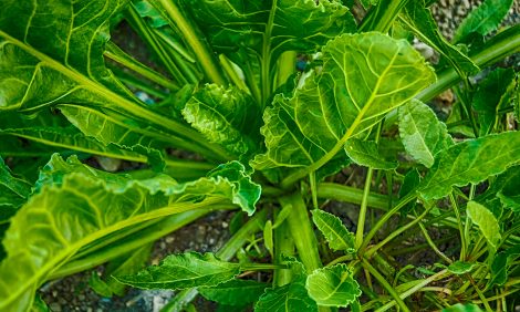 Healthy Moscow: чем опасна щавелевая кислота и&nbsp;в&nbsp;каких продуктах она есть?