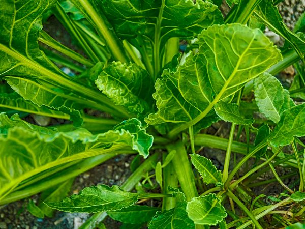Healthy Moscow: чем опасна щавелевая кислота и&nbsp;в&nbsp;каких продуктах она есть?