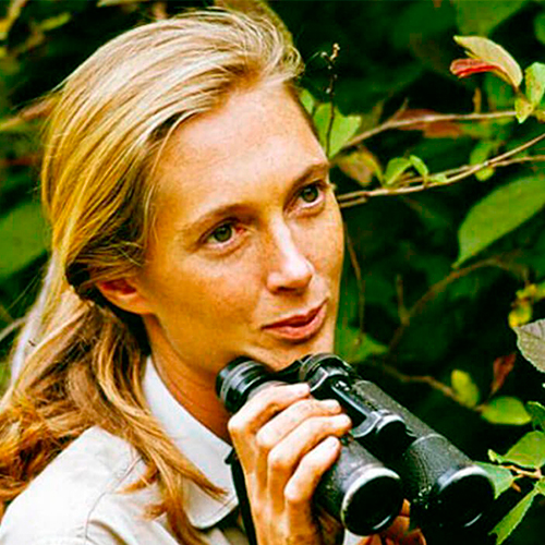 Women in&nbsp;Power: &laquo;Величайшая опасность для нашего будущего&nbsp;&mdash; безразличие&raquo;&nbsp;&mdash; ушла из&nbsp;жизни знаменитый приматолог Джейн Гудолл