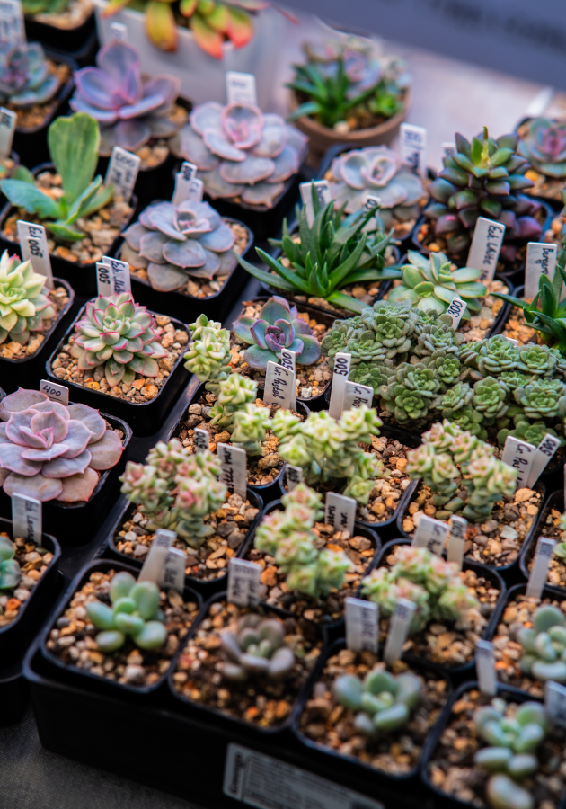 В Севкабель Порту 8 и 9 ноября развернется главный зеленый фестиваль города — Flora Fest