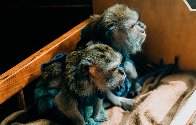 Трейлер фильма «Красавица»