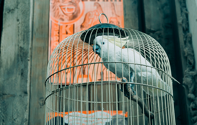 Трейлер фильма «Красавица»