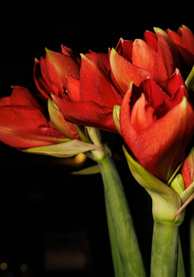 В гостях у Лидии Симоновой: как можно создать новогоднюю атмосферу дома