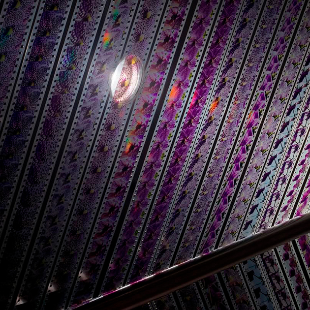 Лотус Л. Канг. Azaleas II. 2025 г.