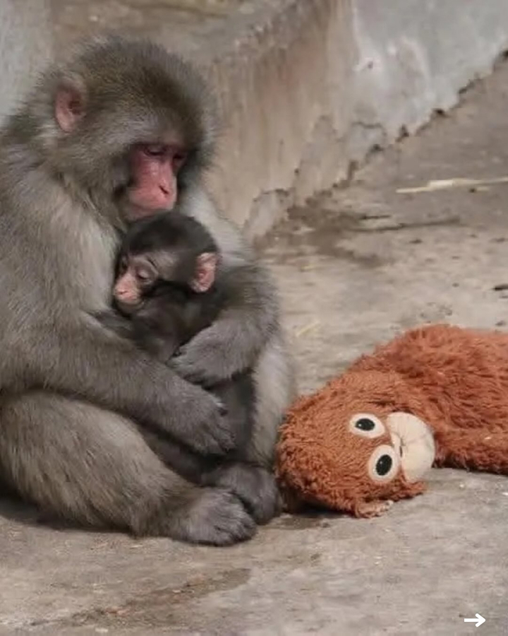 Кто такой Панч — и почему весь мир за ним следит?