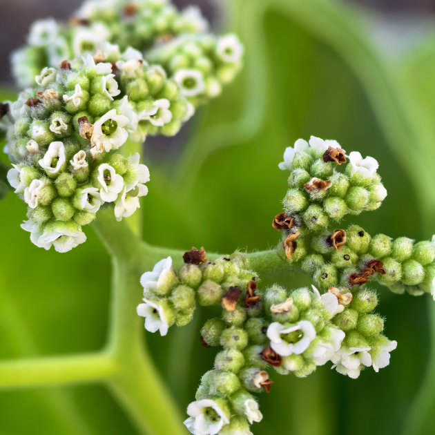 Цветение одного из растений острова, запечатленное при помощи макросъемки HUAWEI Mate X7