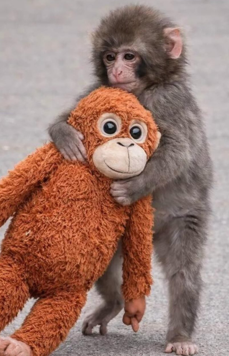 Кто такой Панч&nbsp;&mdash; и&nbsp;почему весь мир за&nbsp;ним следит?