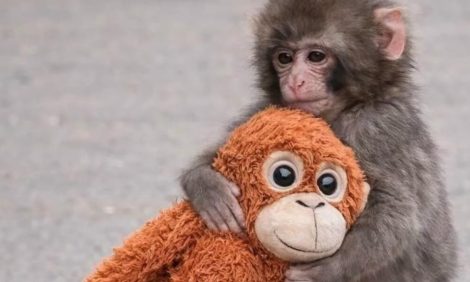 Кто такой Панч&nbsp;&mdash; и&nbsp;почему весь мир за&nbsp;ним следит?