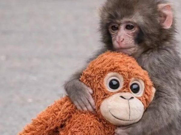 Кто такой Панч — и почему весь мир за ним следит?