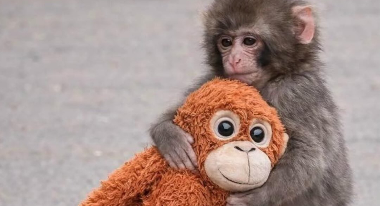 Кто такой Панч — и почему весь мир за ним следит?