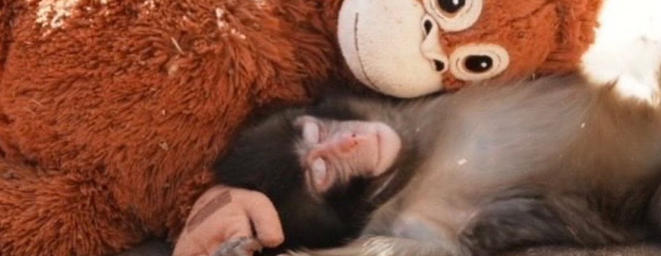 Кто такой Панч&nbsp;&mdash; и&nbsp;почему весь мир за&nbsp;ним следит?