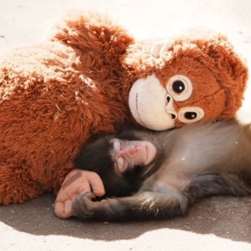 Кто такой Панч&nbsp;&mdash; и&nbsp;почему весь мир за&nbsp;ним следит?