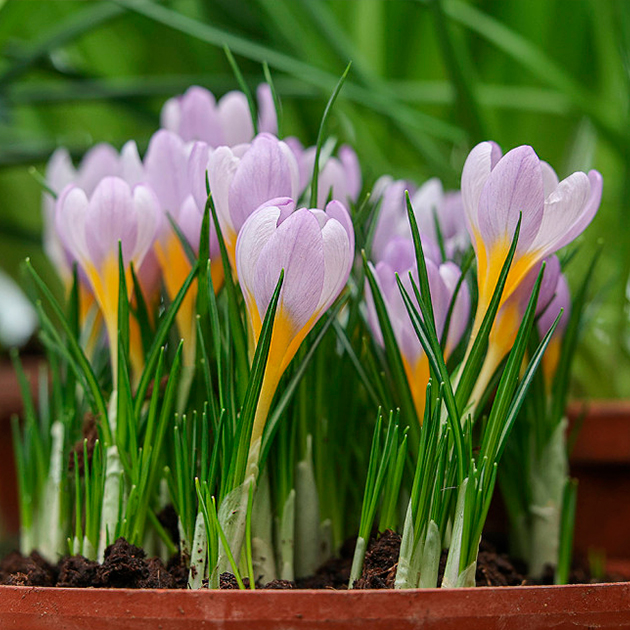 IX выставка «Репетиция весны»