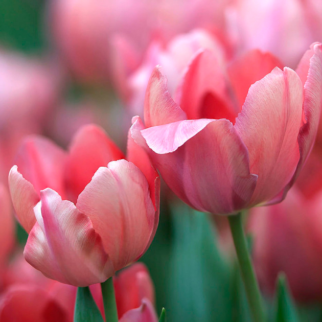 IX выставка «Репетиция весны»