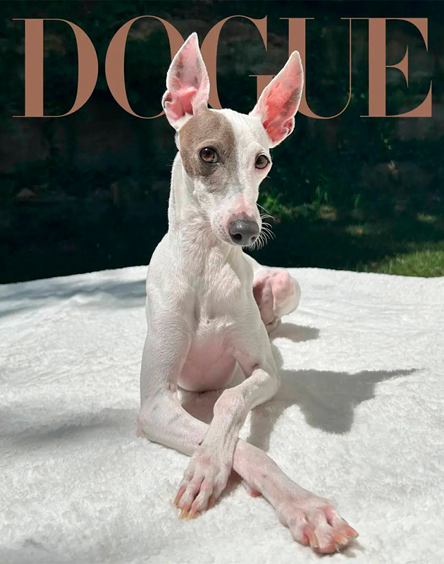 Vogue выбрал самую стильную собаку года — и выпустил спецномер Dogue