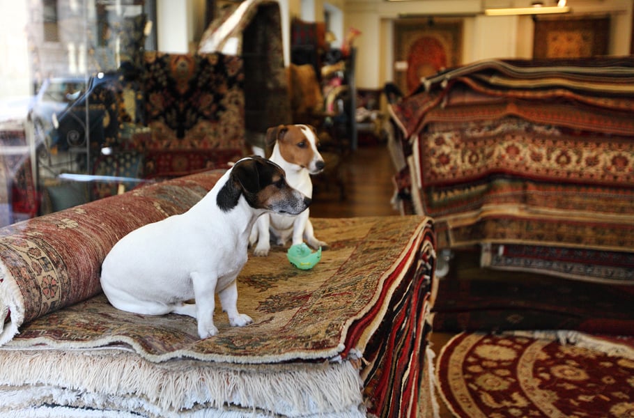 Чудеса римской торговли: на ковре за 5000 евро можно увидеть парочку очаровательных собак. В комплект они, к сожалению, не входят.