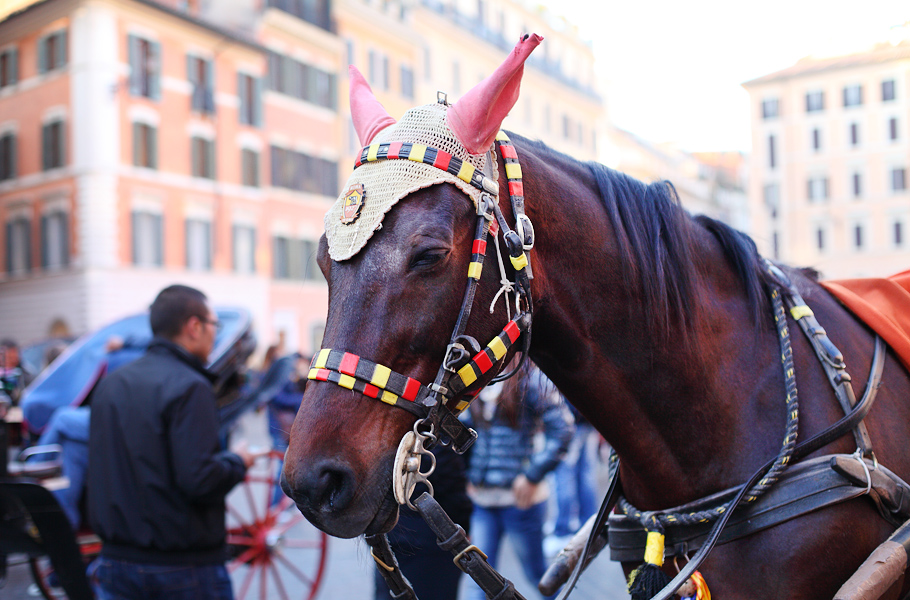 Самые красивые лошади — на площади Испании.