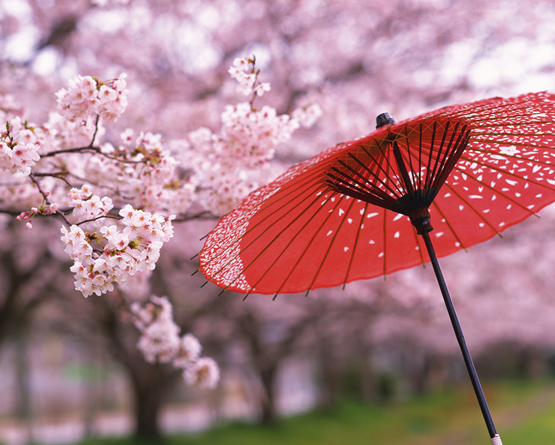 World Travel с Татьяной Шевченко: наблюдаем за цветением сакуры в Японии