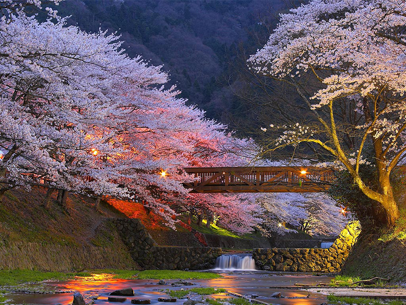 World Travel с Татьяной Шевченко: наблюдаем за цветением сакуры в Японии