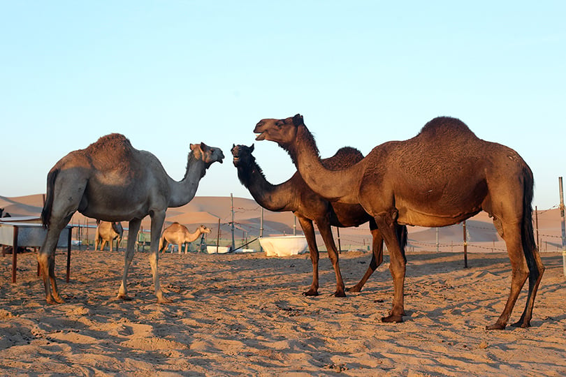 Идея на каникулы: 10 причин поехать в Абу-Даби весной.  Поездка в «Деревню арабских ночей»