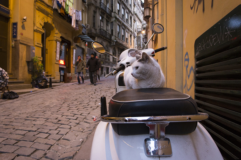 Планы на осень: Стамбул — город мечетей, котов и уличной еды