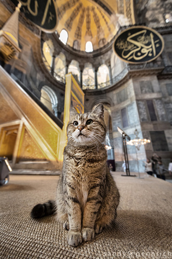 Планы на осень: Стамбул — город мечетей, котов и уличной еды
