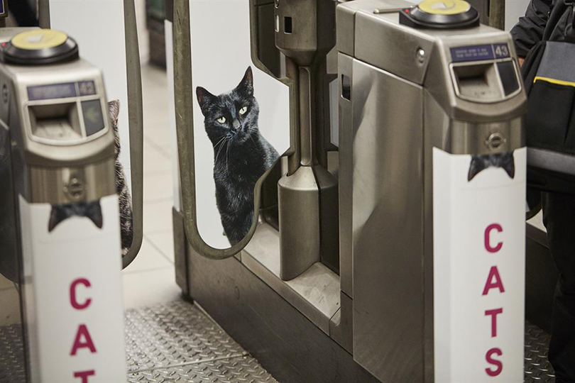 Общество: постеры котиков — вместо рекламы в лондонском метро