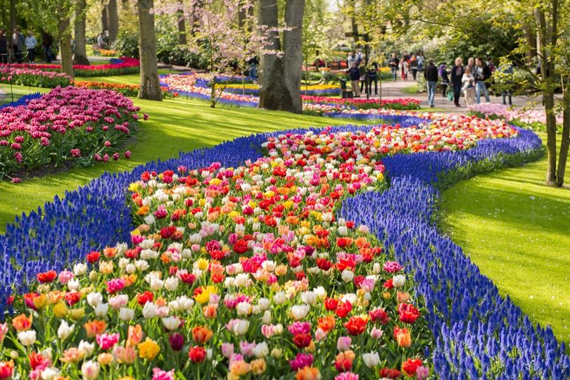 Куда поехать весной. Королевство Нидерландов: цветочные «лазаньи» и велопрогулка с Ван Гогом