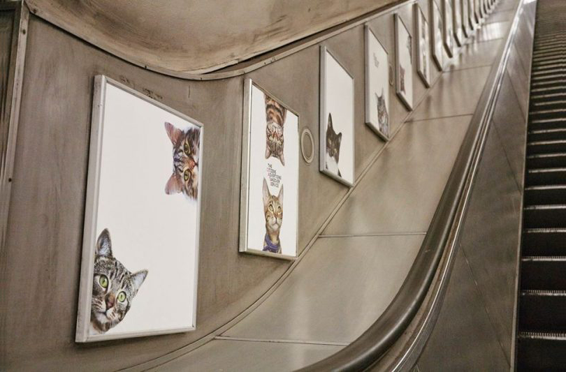 Общество: постеры котиков — вместо рекламы в лондонском метро